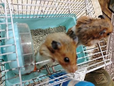 qefes: Hamsterlər və qəfəs dəsti Məhsul təsviri: - 2 ədəd hamster — 2