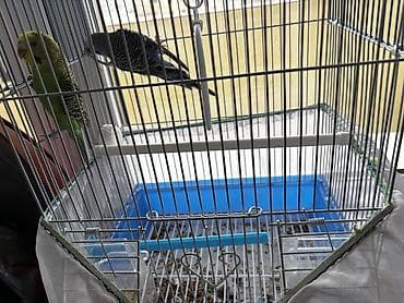 Tutuquşu 2 ədəd qəfəslə birgə çatdırılma var lalafo.az -da Tutuquşu 2 ədəd qəfəslə birgə çatdırılma var