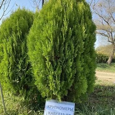 fistiq agaci: Thuja (Evergreen) dekorativ ağacları – iri ölçülü - Növ: Thuja — 1
