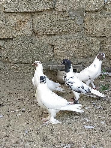 qusxana: Bakı Göyərçinləri 5 ədəd. - Növləri: rəngarəng və ağ əsaslı — 1