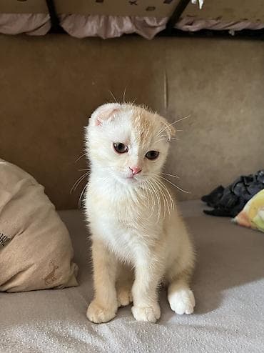 ucuz pişiy: Qızıl şinşilla, Erkək — 1