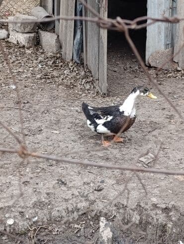 Коровы, быки: Самка, | Kuban, Для мяса, Платная доставка — 3