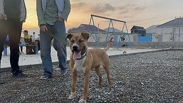 pitbul erkek: Pitbul, 8 ay, Erkek, Ünvandan götürmə — 4