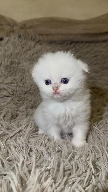 ağ pişik cinsləri: Ağ tüklü balaca pişik balası – yumşaq, uzun və sıx yun örtüyü, iri — 1