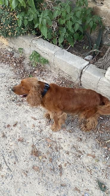 ev iti type 1: Adı ninadı cinsi ingilis koker spanieli 1 yaşı var 2 dil bilir ciddi — 1