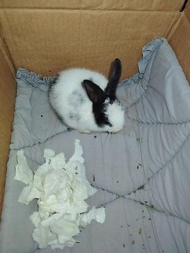 dovşanlar: Balaca ev dovşanı - Rəng: ağ-qara, xallı - Uzunqulaq, yumşaq tüklü — 2