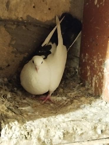 İtlər: Salam Aleykum çep maya tutulmadi dikelib oynuyan qusdu maya 25m — 8