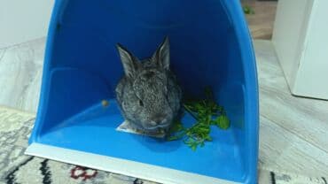 karlik dovşanlar: Uzun tüklü dekorativ dovşan - Cins: ehtimalən Angora/mix dekorativ — 5