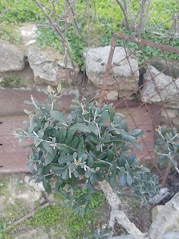 Zeytun ağacı – dekorativ formaya salınmış, çoxillik həmişəyaşıl növ