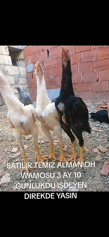 cins dana: Toyuq, Damazlıq — 2