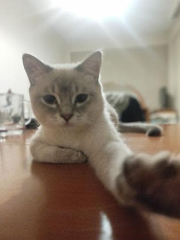 Pişiklər: Erkək, Yaxşı əllərə — 2