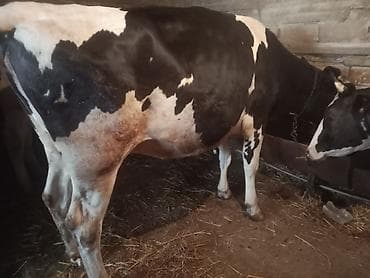 balali inək: Temiz cins inekler satilir 2 ci qarina 8 ay boqazdilar! — 9