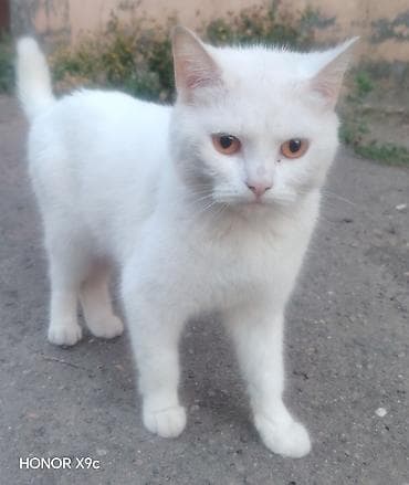 pisikler ucun: Türk anqora, Dişi, Yaxşı əllərə — 3