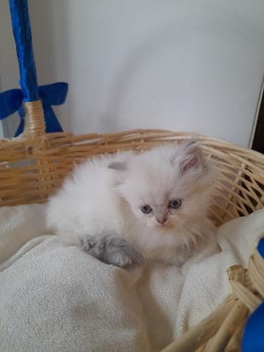 siyam pisik: İlan: Şirin balaca pişiklər – sevimli ev dostları - Növ: Ev pişiyi — 10