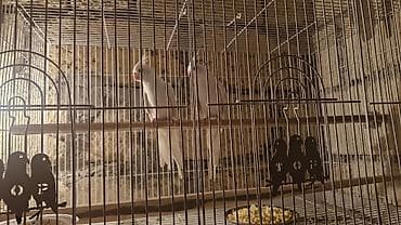 Голуби: Karela qiymet 240 azn 2si cutduler Ağ rəngli nimfa tutuquşuları — 7