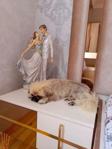 отдам в добрые руки шпица: Pekines, 1 il, Erkek, Ünvandan götürmə — 2