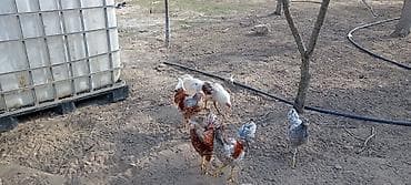 Птицы: Курица, Для разведения — 10