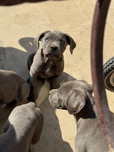 кане корсо цена: Kane-Korso, 2 ay, Ünvandan götürmə — 5