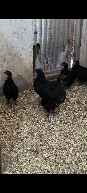 toyuq dami: Toyuq, Australorp, Damazlıq, Ünvandan götürmə — 2