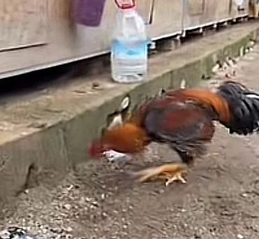 cins inekler azerbaycanda: Xoruz, il: 1, Ünvandan götürmə, Ödənişli çatdırılma — 3