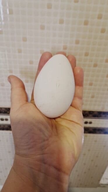 Süd: Roma ağ qaz yumurtasıdır mayalı 1əd 3 manat şəki və mincəçevirə — 2