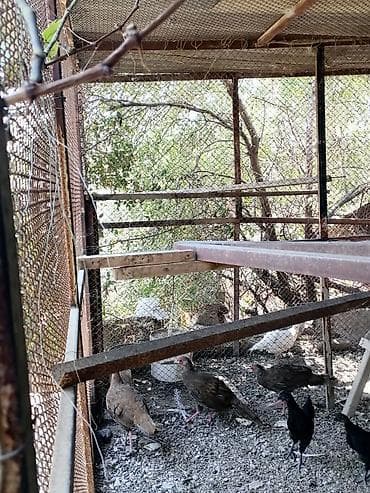 bildircin yuvası: Gümüşü Qrqovul ünvan Lökbatan tam sağlam quşlar 1 xoruz 3 fərq — 3