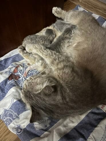 шиншилла котенок купить: Шотладская вислоухая, Самка — 4