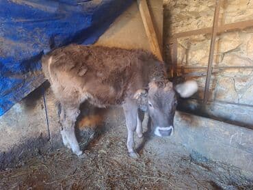golden itlerin qiymeti: Sağlam heyvandır 3-cü balasıdır Dişi baladır damazlıqdır Hal-hazırda — 3
