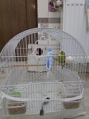 Erkek - dişi tutuquşlari komplekt halda satilir. Yeni alinib, qiymətə lalafo.az -da Erkek - dişi tutuquşlari komplekt halda satilir. Yeni alinib, qiymətə