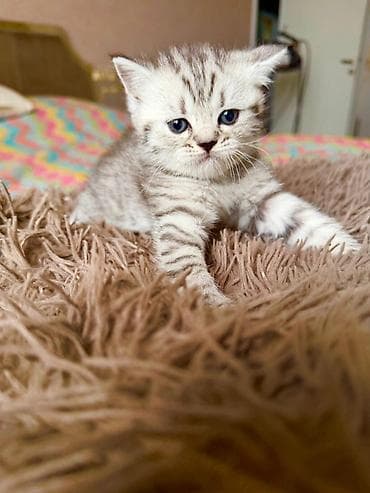 bere ceken: Tabbi, Pulsuz çatdırılma — 4