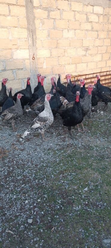 Gəmiricilər: Məhsul: Hinduşka sürüsü Təsvir: 8 ayliq tam sağlam kəsimə yararlı — 6