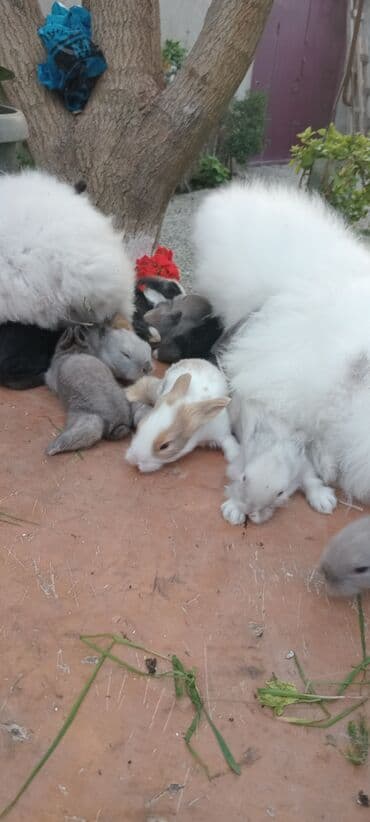 bala dovşanlar: Akor bala 10m — 5