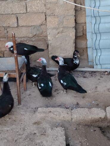 geref quşu: Muscovy ördəkləri (indi yetişdirilən sürü) - Rənglər: qara, ağ ləkəli — 7