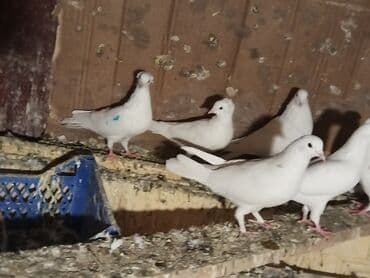 lalafo goyercin satisi: Təcli satılır Gəngə 27 quş 80 — 1