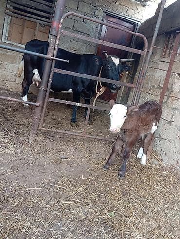 inək satşı: Şves inek erkek balası ile birlikde satılır 15 gündür doğub 3cü qarın — 4
