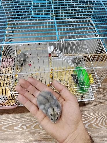 Xamyak cunqarik bir cut ag vəya boz: Bir qəfəs bir kq yem iki aylıq