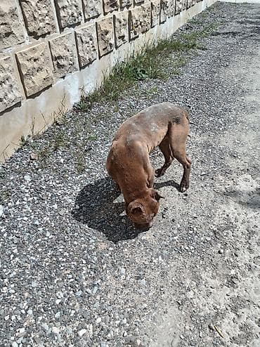 heyvan bazari itler: Bulteryer, Erkek, Ünvandan götürmə — 1