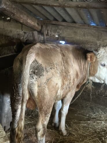 heyvan bazari inekler: Əlaqə Vp — 6