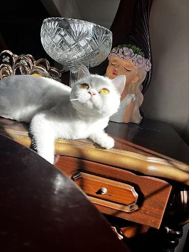 haski satisi: Ünvandan götürmə — 1