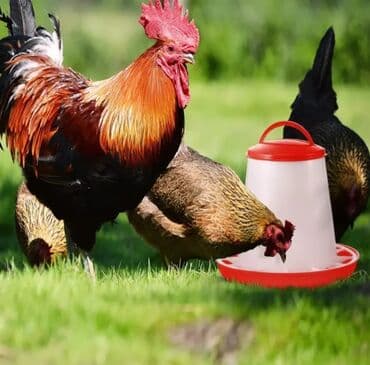 Yem qabı, Yem üçün, Quşlar üçün, Ünvandan götürmə, Pulsuz çatdırılma, Ödənişli çatdırılma lalafo.az -da Yem qabı, Yem üçün, Quşlar üçün, Ünvandan götürmə, Pulsuz çatdırılma, Ödənişli çatdırılma