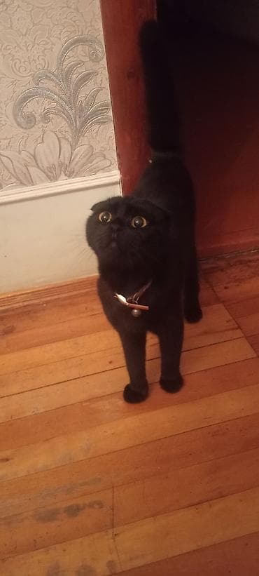 yumru akvaryum: Dişi Şotlant 10 Ayliqdi İlk defe Çütleşecek Baximlari Dermanlari — 3