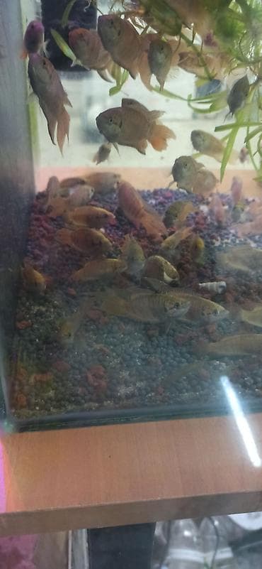 akvarium balıqları haqqında məlumat: Sülhsevər — 3