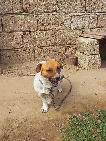 itlee: Cek rassel teryer, 2 il, Dişi — 10