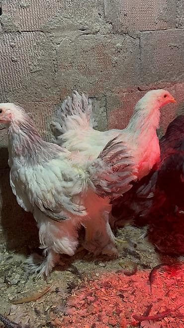 Digər heyvanlar: 3ədəd dekabrın 21i çıxmış Kalumbian brahma beçələri satılır.İri və — 9