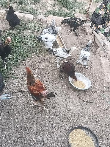 toyuqlar xoruzlar: Salam tam sağlam cücələri xoruzlar 25 m Ferələri 20 manatdan 7 ayın — 1