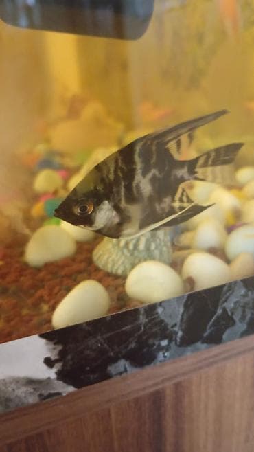 İtlər: Melek balixi cüt ikisi bir yerde endirim olacaqtebiki. ! Endirimle — 5