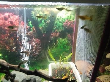 Akvariumlar: Quppi, Sülhsevər — 1