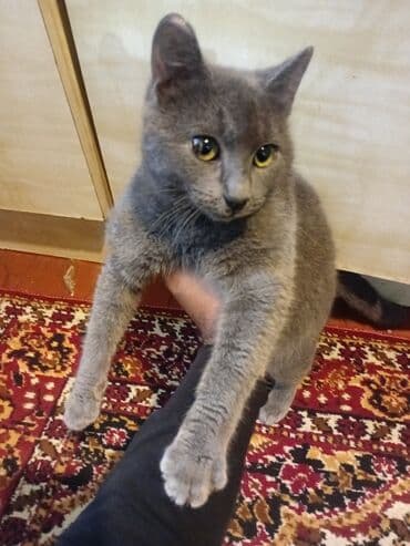 Gəmiricilər: Britan yastı qulaq, Yaxşı əllərə, Ünvandan götürmə — 1