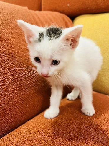 pisik sekilleri: Yaxşı əllərə — 3