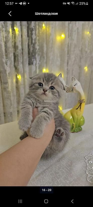 Pişiklər: Şotland — 5